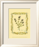 Thyme