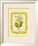 Borage