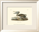 Brown Pelican