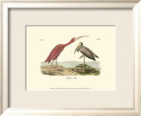 Scarlet Ibis
