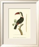 Crimson Birds VI