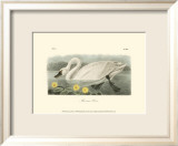 American Swan