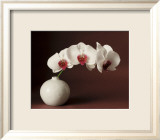 Orchid and white vase