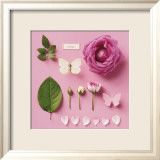 Rose and two butterflies