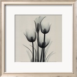 Tulips and Arum Lily