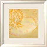 Shoreline Shells I