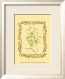 Chamomile