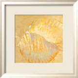 Shoreline Shells IV