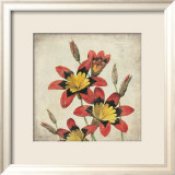 Red Lily Flower