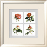 Les Fleurs Roses