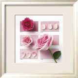 Powder Rose