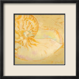 Shoreline Shells I