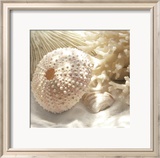Coral Shell I