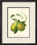Antique Green Pear