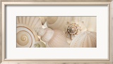 Shells I
