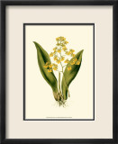 Orchid Array I