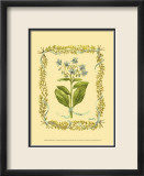 Borage