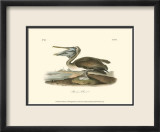 Brown Pelican