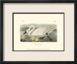 American Swan