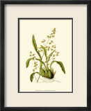 Orchid Array IV