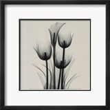 Tulips and Arum Lily