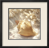 Coral Shell IV
