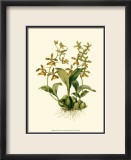 Orchid Array II