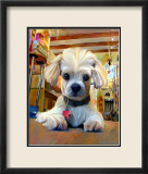 Mazel Dog