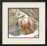 Coral Shell III