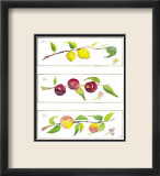 Summer Branches