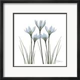 White Rain Lily II