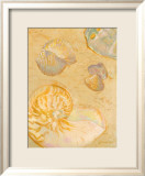 Shoreline Shells VI