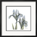 Japanese Iris II