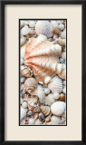 Shell Menagerie I