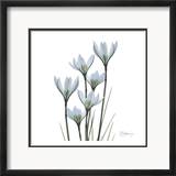 White Rain Lily III