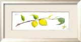 Lemon Branch