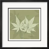 Color Me Maple Green I