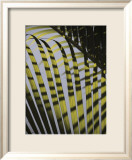 Palm Tree  Dominic Republic
