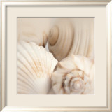 Shells II