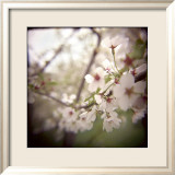 Cherry Blossoms