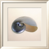 Polished Nautilus