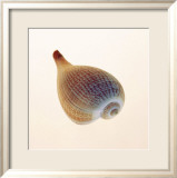 Fig Shell
