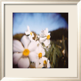 Daffodils