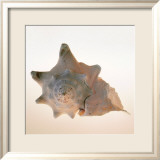 Conch