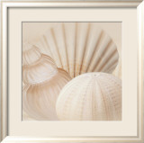 Shells III