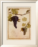 Cabernet Sauvignon