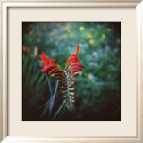 Crocosmia