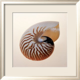 Nautilus