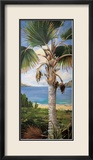 Fan Palm