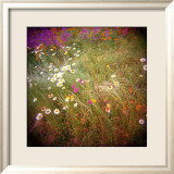 Daisy Field